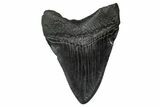 Fossil Megalodon Tooth - South Carolina #340196-1